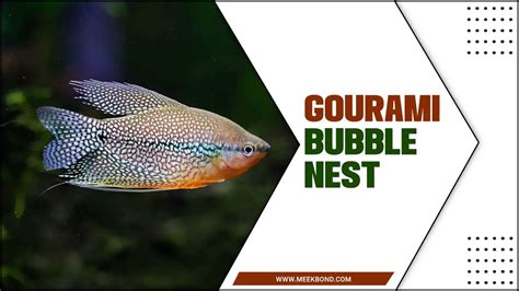 Gourami Bubble Nests: What Are They, and How Are .